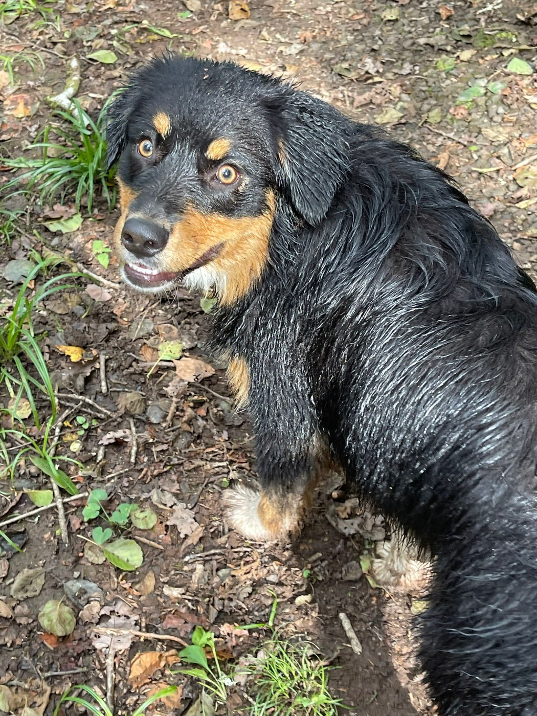 Western And Co Vitamine