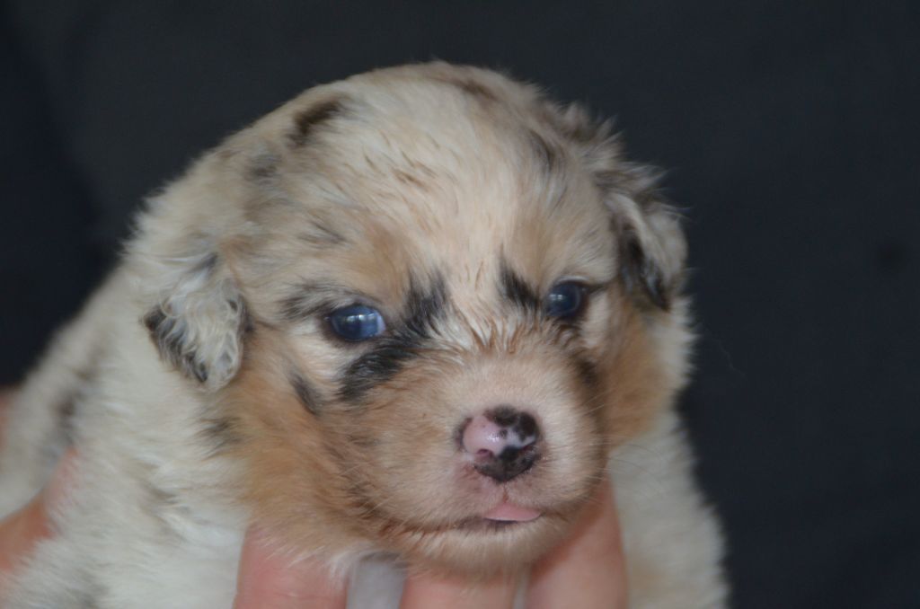 Western And Co - Chiots disponibles - Berger Australien