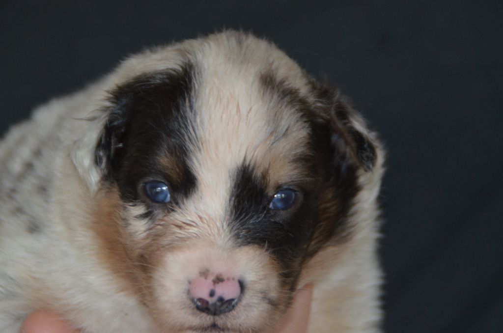 Western And Co - Chiots disponibles - Berger Australien