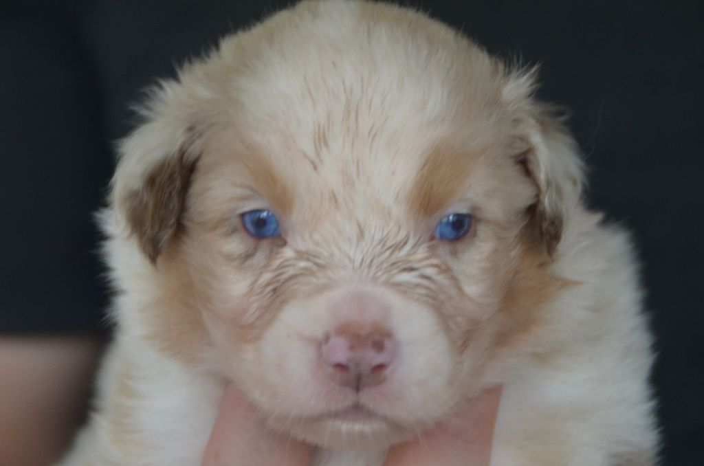 Western And Co - Chiots disponibles - Berger Australien