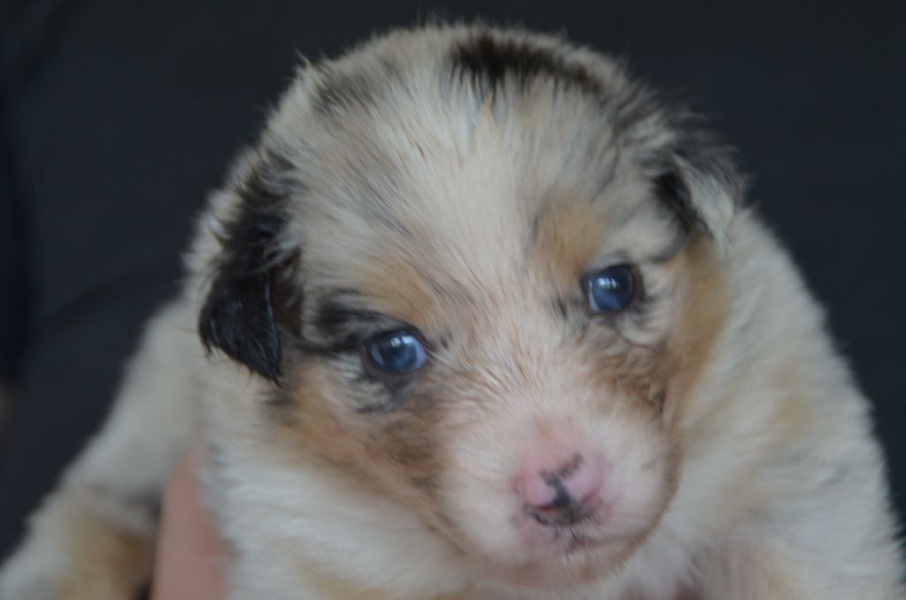 Western And Co - Chiots disponibles - Berger Australien